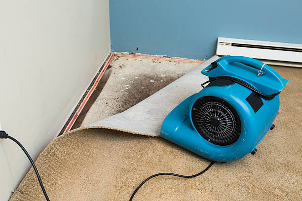 Best Mold removal after water damage  in Burnham, PA